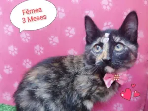 Gato raça SRD-ViraLata idade 2 a 6 meses nome flor