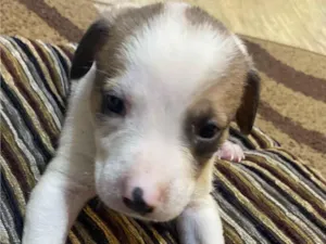 Cachorro raça SRD-ViraLata idade Abaixo de 2 meses nome Fred