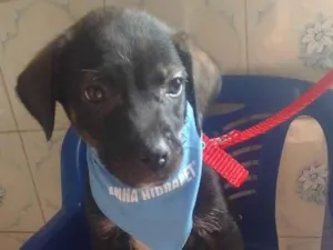 Cachorro raça SRD-ViraLata idade 2 a 6 meses nome Jão 