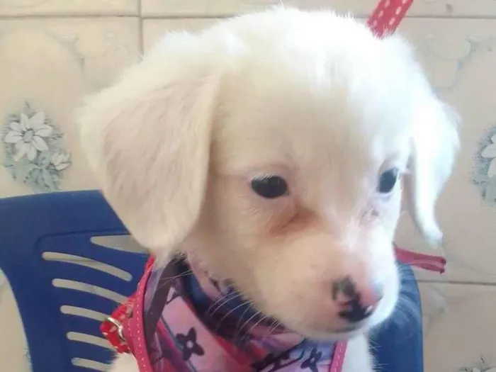 Cachorro ra a SRD-ViraLata idade 2 a 6 meses nome Zuchee 