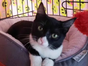 Gato raça SRD-ViraLata idade 2 a 6 meses nome Pilar