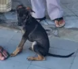 Piolho
