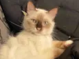 Jolie
