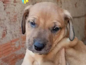 Cachorro raça Beagle idade Abaixo de 2 meses nome Sem nome