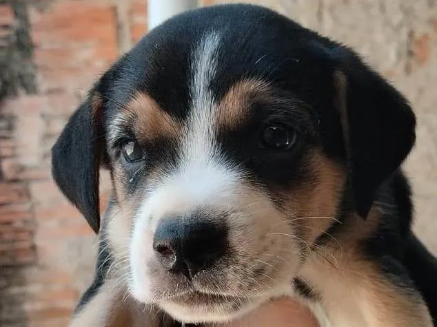 Cachorro ra a Beagle idade Abaixo de 2 meses nome Ainda sem nome