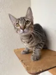 Leona