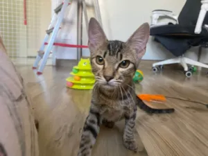 Gato raça Srd idade 2 a 6 meses nome Leona