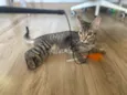 Leona