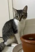 Maitê 