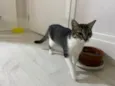 Maitê