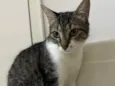 Maitê