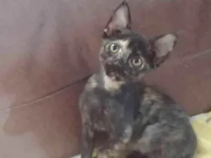 Gato raça SRD-ViraLata idade 2 a 6 meses nome Mesclada