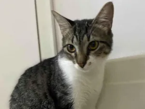 Gato raça Srd idade 2 a 6 meses nome Maitê 