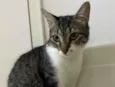 Maitê