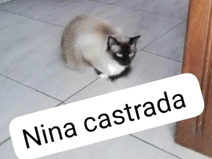 Gato ra a Desconhecido  idade 6 ou mais anos nome Nina