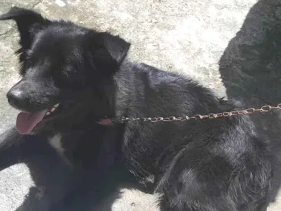 Cachorro raça  idade 1 ano nome Maya