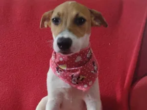 Cachorro raça  idade 7 a 11 meses nome lola