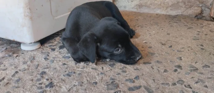 Cachorro ra a Beagle idade Abaixo de 2 meses nome Ainda sem nome