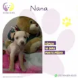 Nana