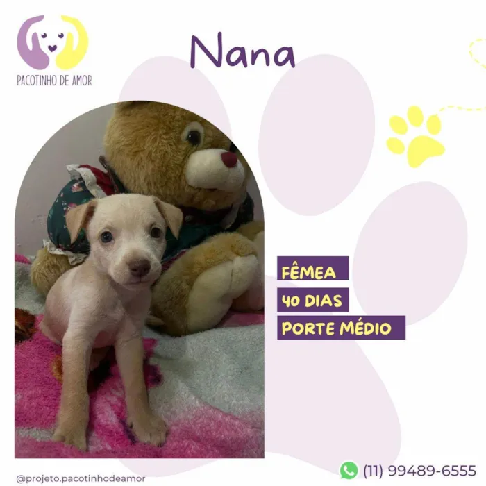 Cachorro ra a SRD-ViraLata idade Abaixo de 2 meses nome Nana