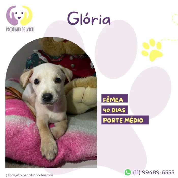 Cachorro ra a SRD-ViraLata idade Abaixo de 2 meses nome Gloria