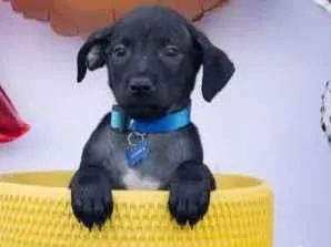 Cachorro raça SRD-ViraLata idade 2 a 6 meses nome Xodó