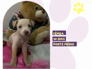 Cachorro raça SRD-ViraLata idade Abaixo de 2 meses nome Nana