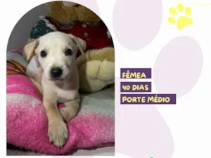 Cachorro raça SRD-ViraLata idade Abaixo de 2 meses nome Gloria