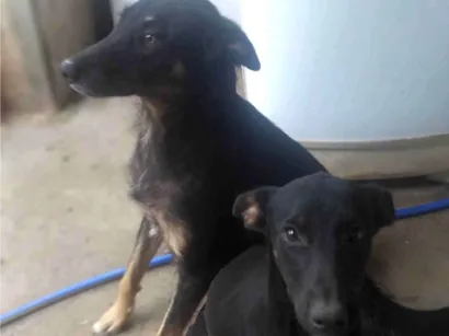 Cachorro raça Mestiço bodercoller idade 3 anos nome Neguinha e Ravena 