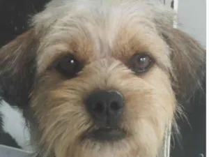 Cachorro raça Mestico  idade 7 a 11 meses nome Bob 