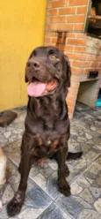 TODDY