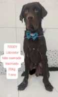 TODDY