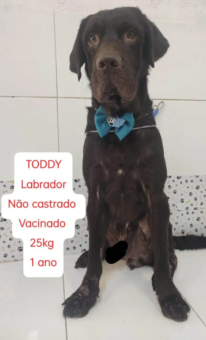 Cachorro ra a Labrador idade 2 anos nome TODDY