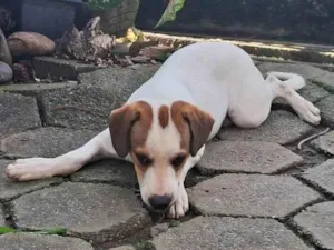 Cachorro raça SRD-ViraLata idade 7 a 11 meses nome Carlinhos