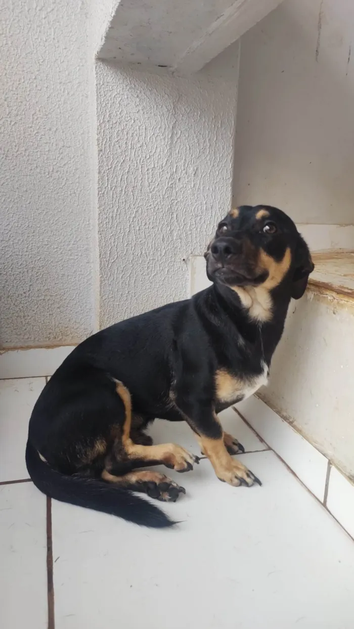 Cachorro ra a Vira-lata, "cachorro salsicha" idade 7 a 11 meses nome Mário 