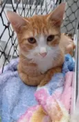 SIMBA