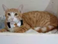 SIMBA