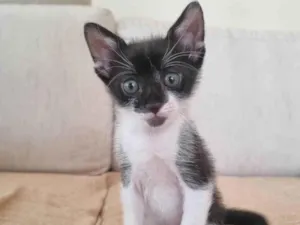 Gato raça srd frajolinha  idade 2 a 6 meses nome BRIOCHE