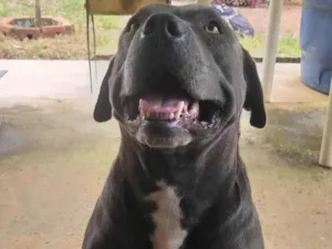 Cachorro raça Pitbull American  idade 4 anos nome GRATIFICA - Bolinha