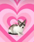 Amanda bb9meses