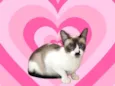 Amanda bb9meses
