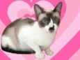 Amanda bb9meses