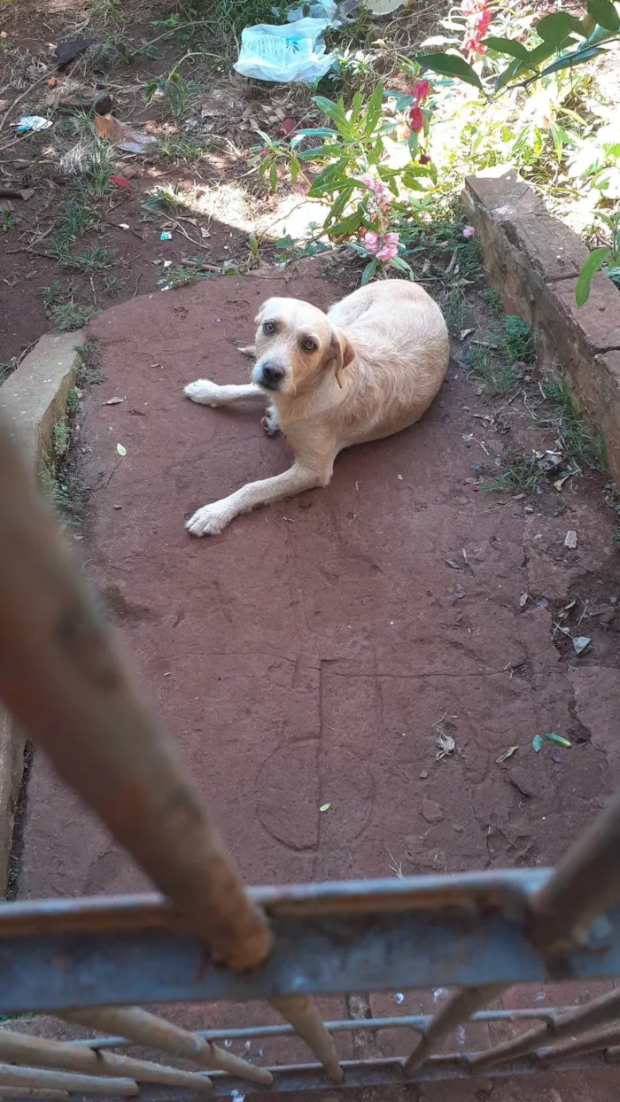 Cachorro ra a SRD-ViraLata idade 2 anos nome Kiara e revoada 