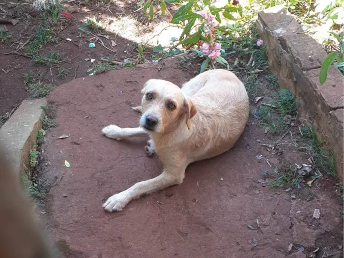 Cachorro ra a SRD-ViraLata idade 2 anos nome Kiara e revoada 