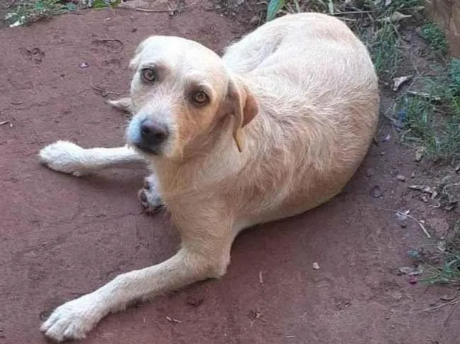 Cachorro ra a SRD-ViraLata idade 2 anos nome Kiara e revoada 