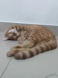 Caramelo