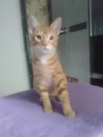 Caramelo