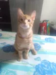 Caramelo