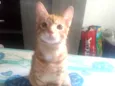 Caramelo