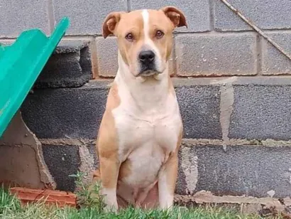 Cachorro raça Mestiço pitbul idade 5 anos nome Yori